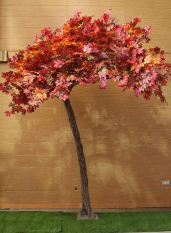 Autumn Leaf Canopy Trees Autumn Leaf Canopy Trees