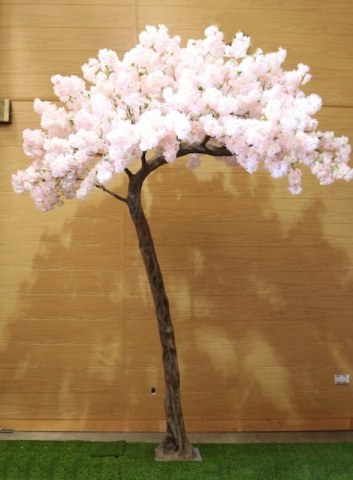Blush Pink Blossom Canopy Trees Blush Pink Blossom Canopy Trees