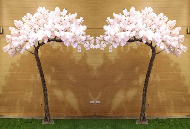 Blush Pink Blossom Canopy Trees Blush Pink Blossom Canopy Trees
