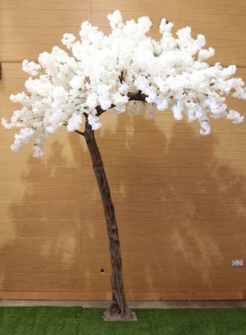 Ivory Blossom Canopy Trees Ivory Blossom Canopy Trees